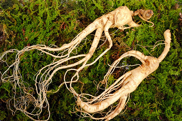 哪些人不能吃野山参